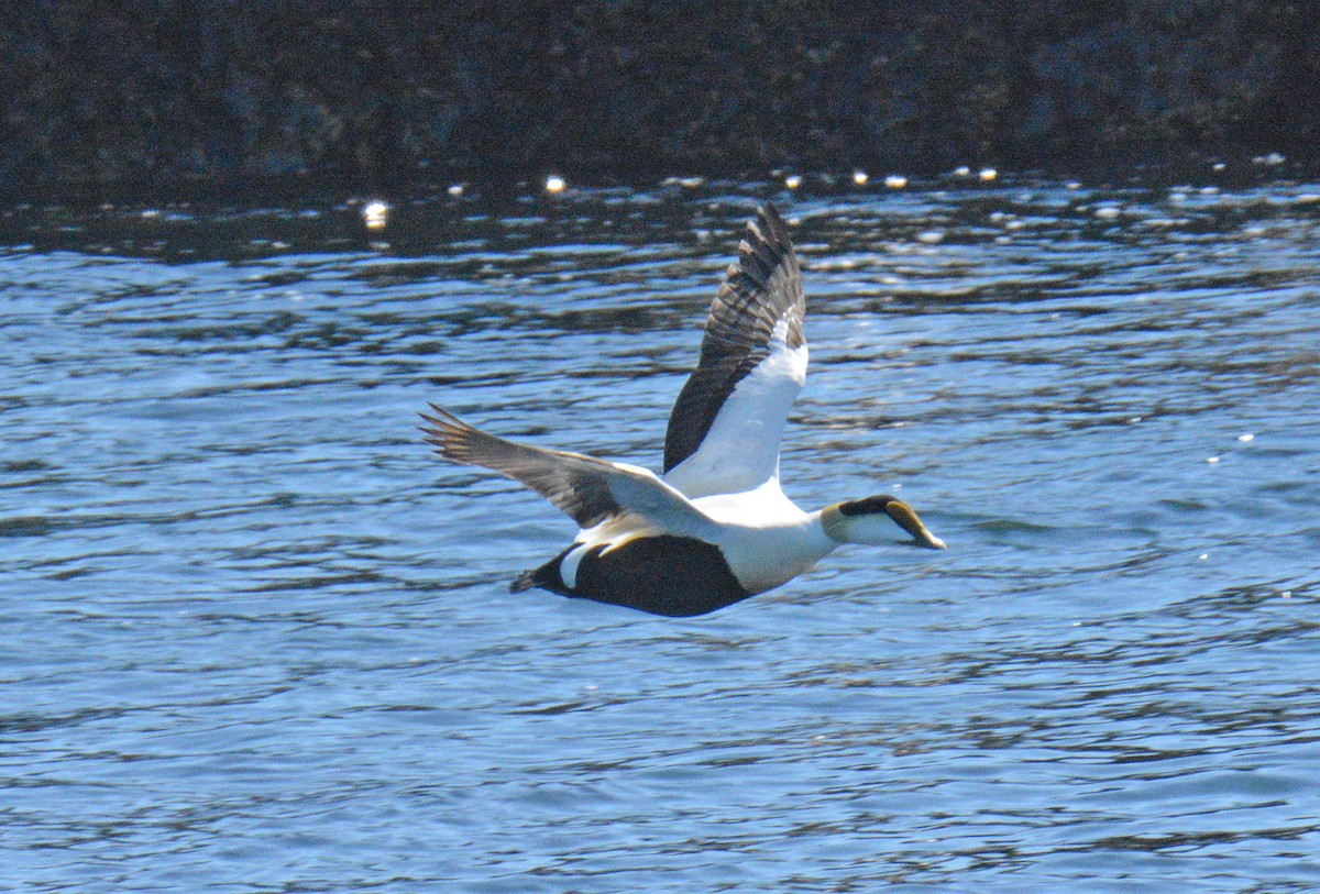 Common Eider - ML657024897