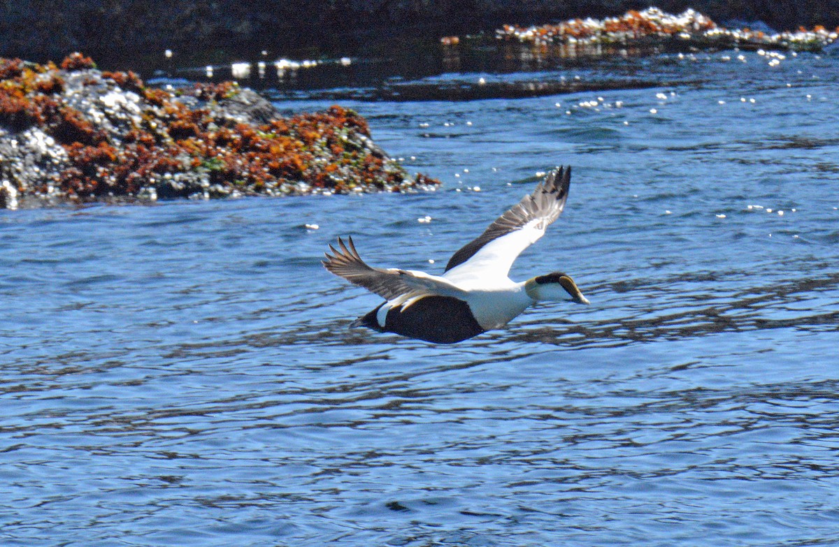 Common Eider - ML657024898