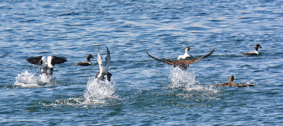 Common Eider - ML657024899