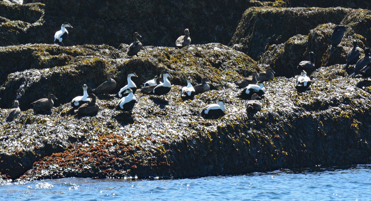 Common Eider - ML657024900