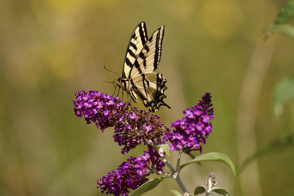 Western Tiger Swallowtail - ML657025227