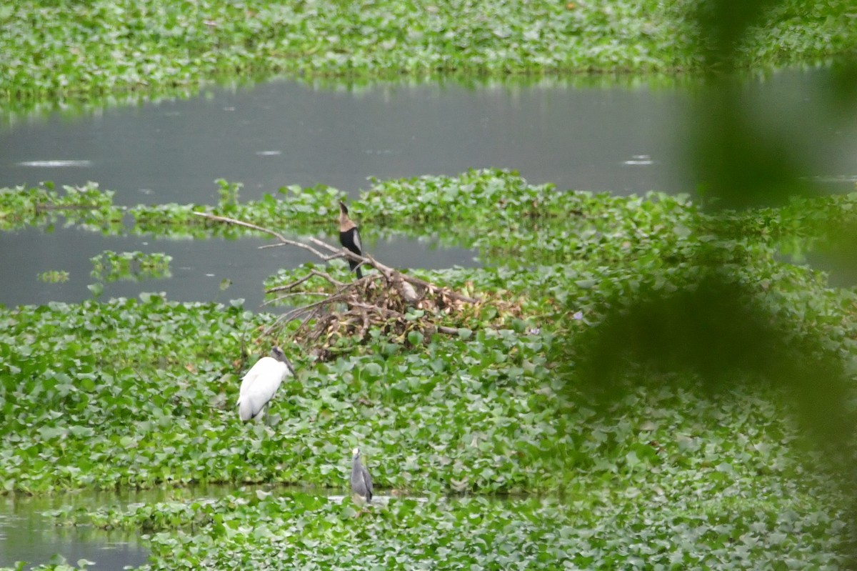 amerikastork - ML657025281