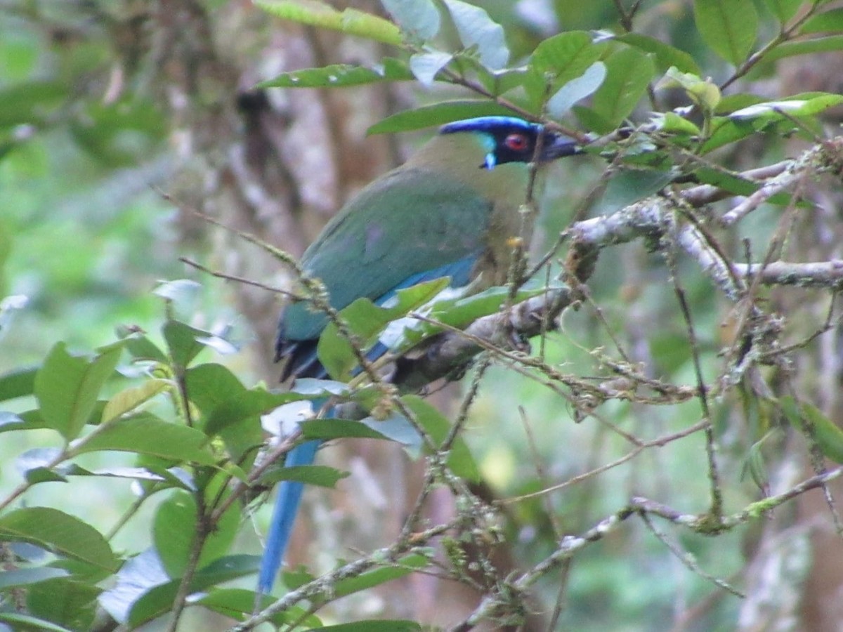 bergmotmot - ML657025291