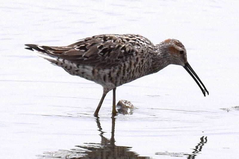 styltesnipe - ML657025305