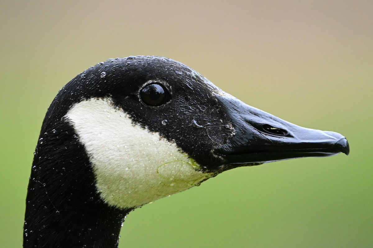 Canada Goose - ML657025514