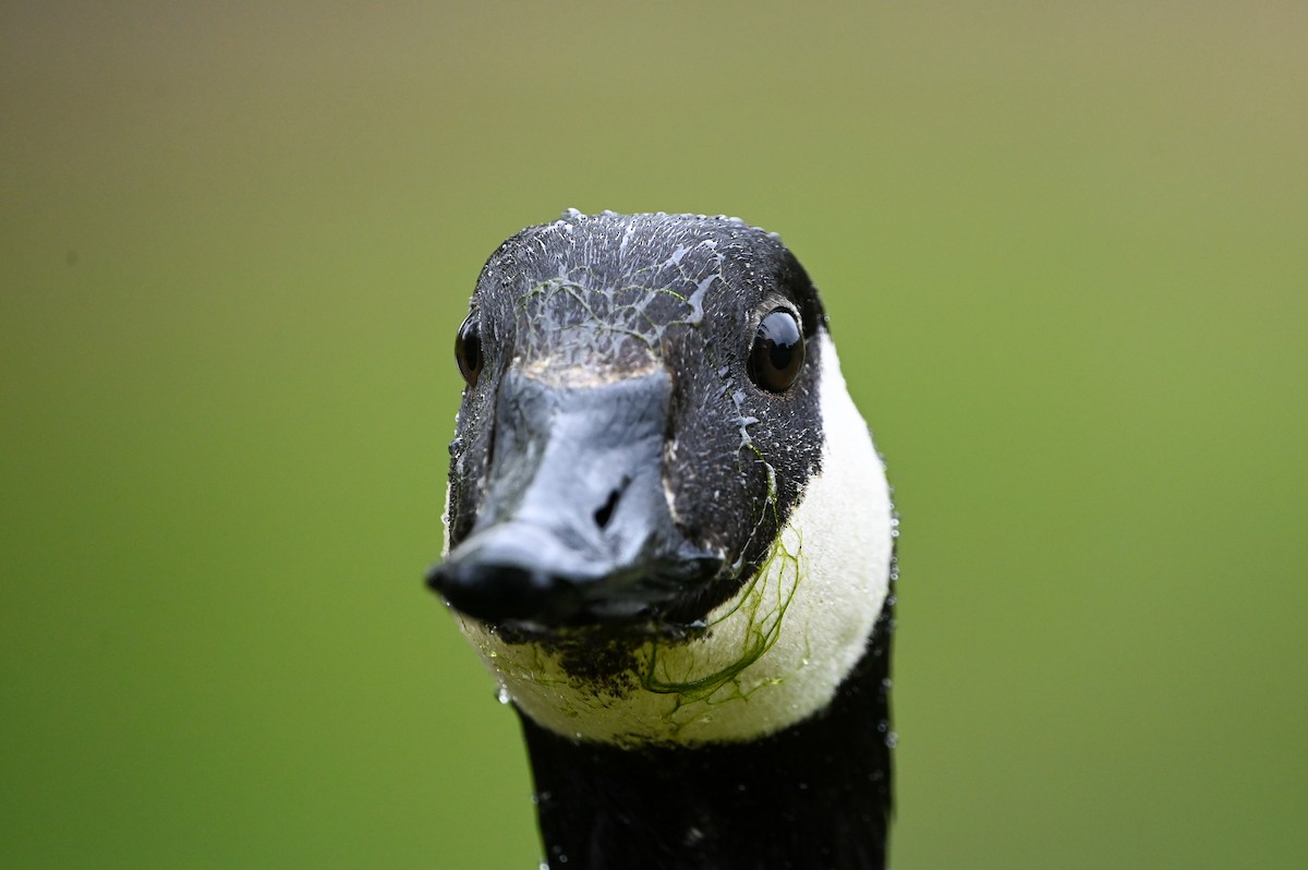 Canada Goose - ML657025624