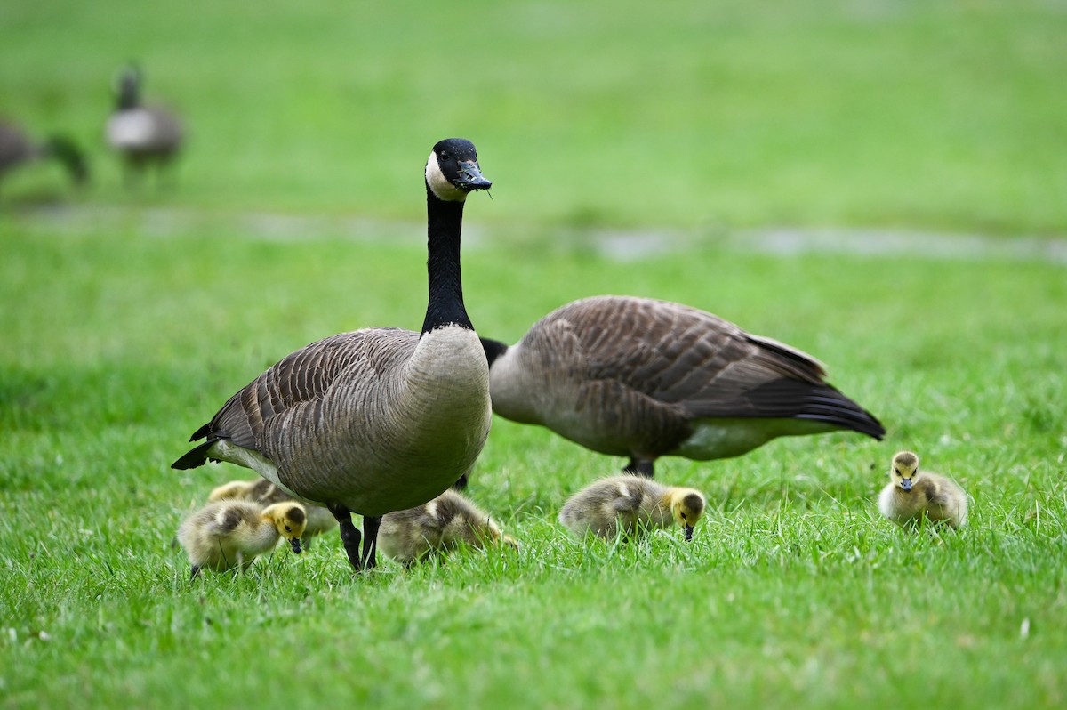 Canada Goose - ML657025662