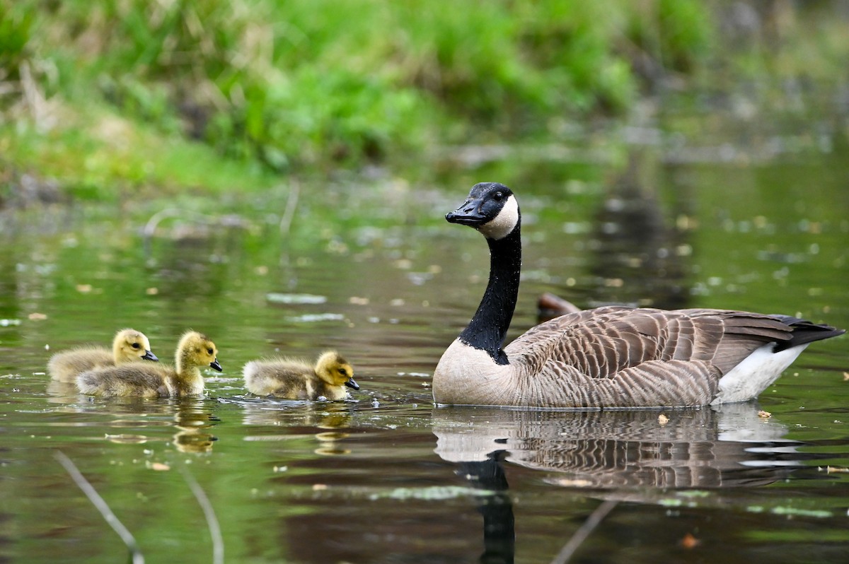 Canada Goose - ML657025686