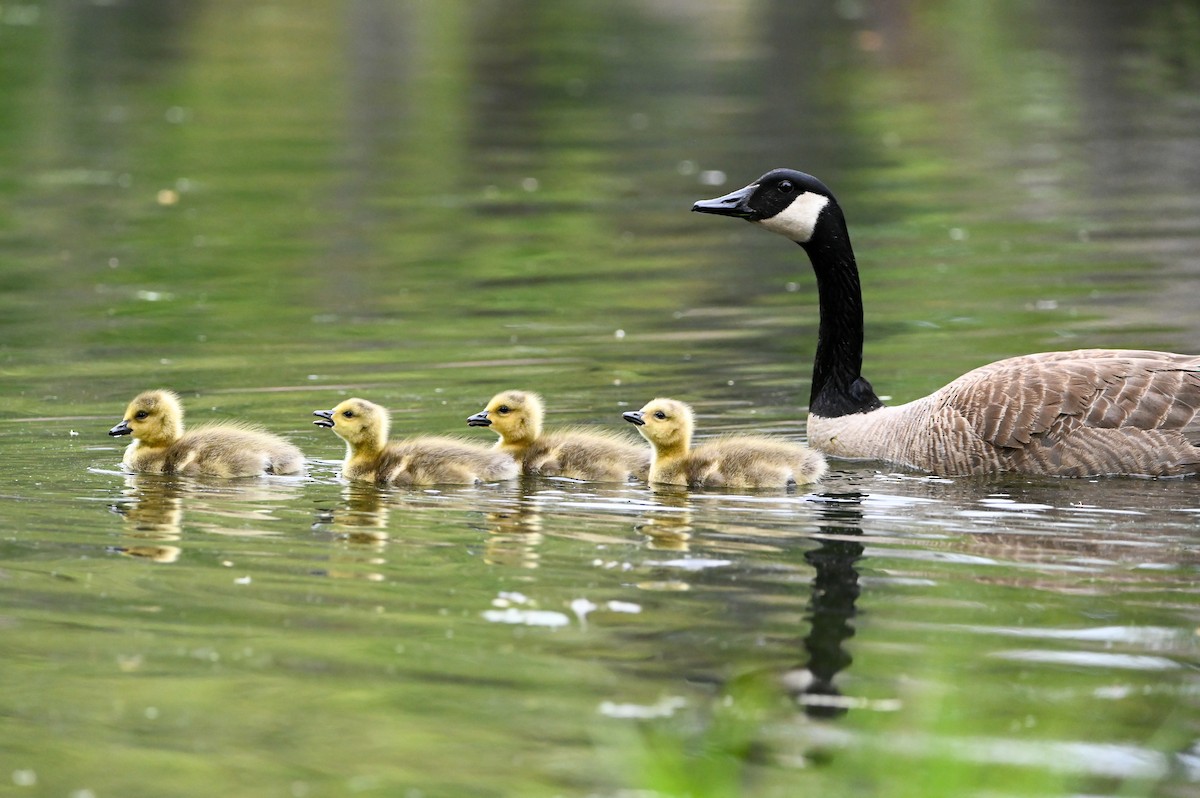 Canada Goose - ML657025827