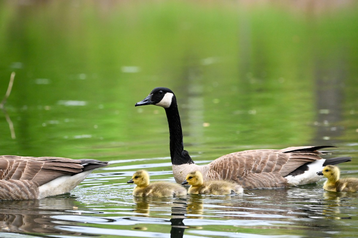 Canada Goose - ML657026132