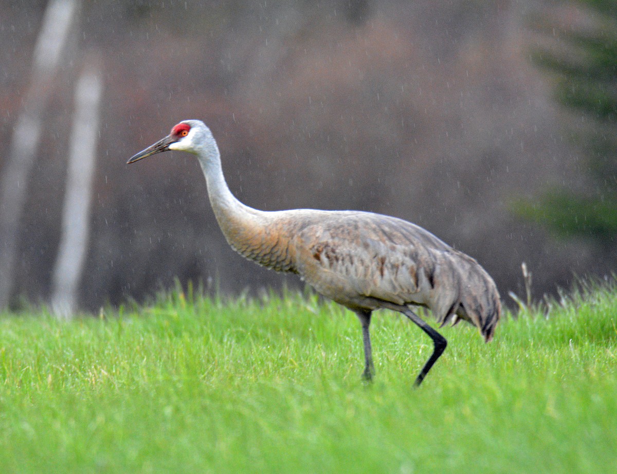 Sandhill Crane - ML657026263