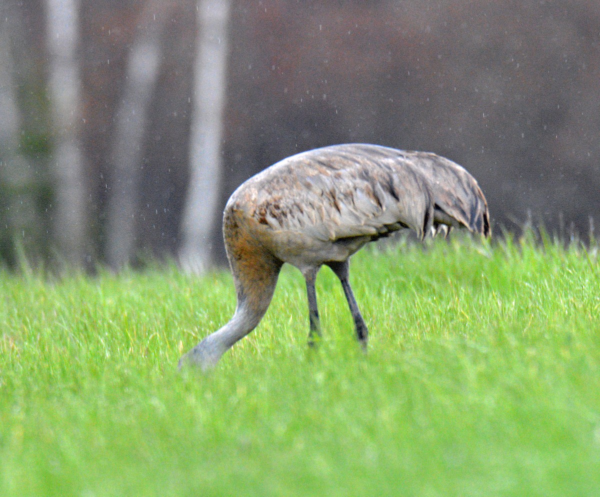 Sandhill Crane - ML657026264