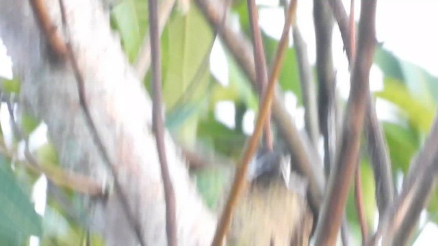 Spot-breasted Woodpecker - ML657026547