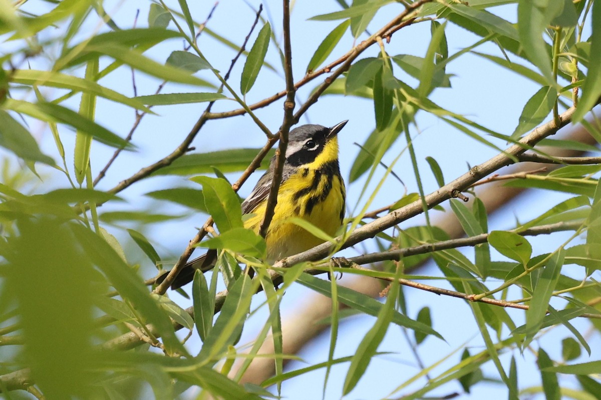 Magnolia Warbler - ML657026575