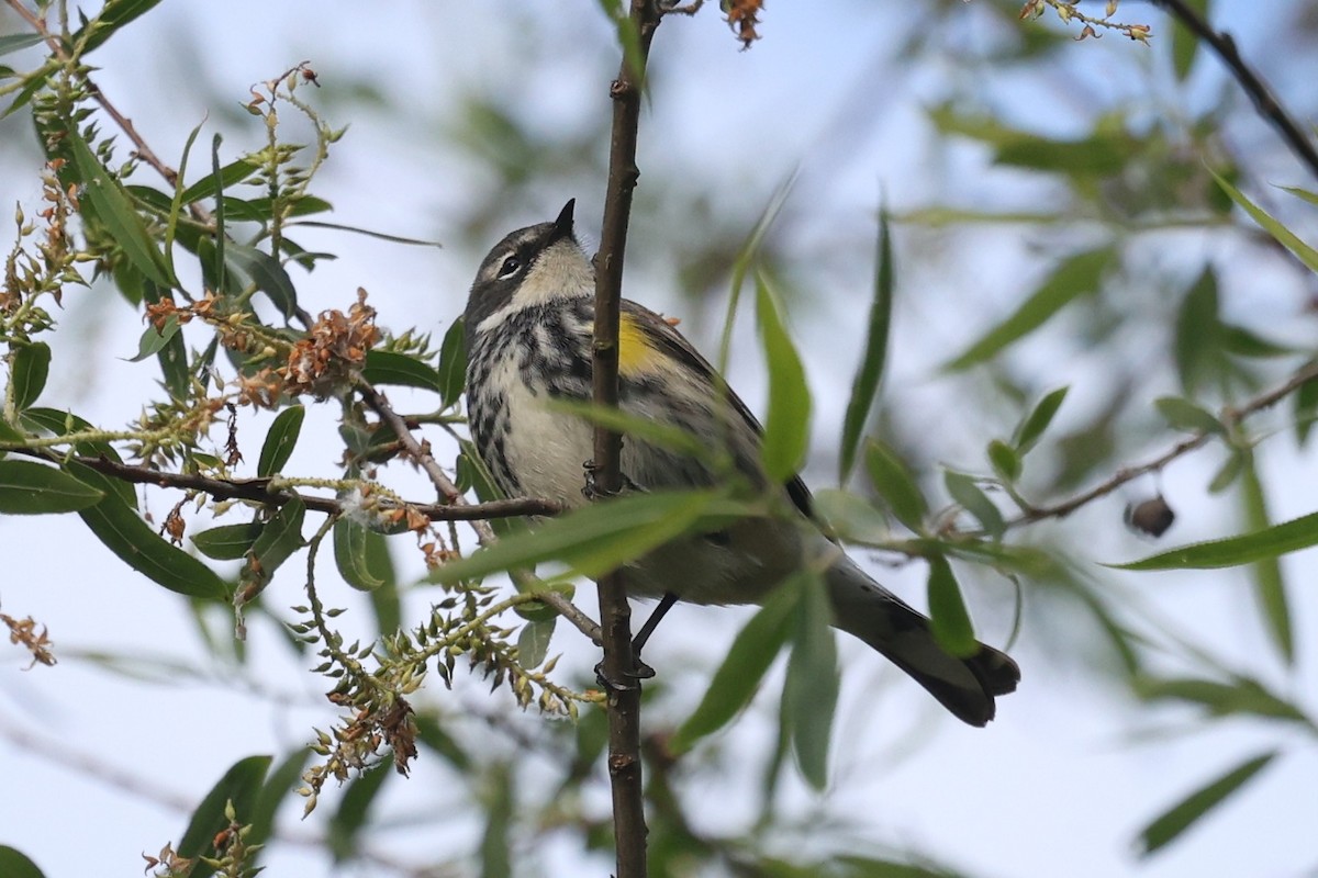 Yellow-rumped Warbler - ML657026798