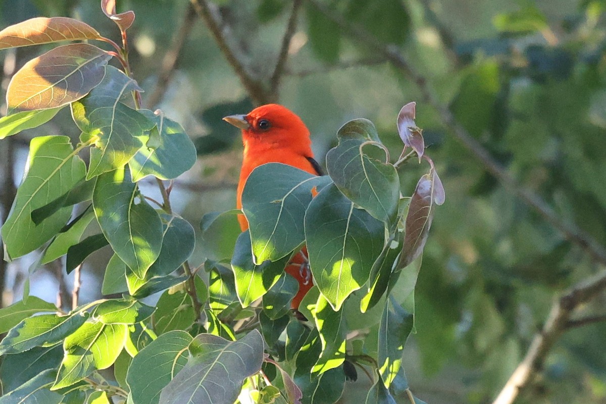 Scarlet Tanager - ML657028215