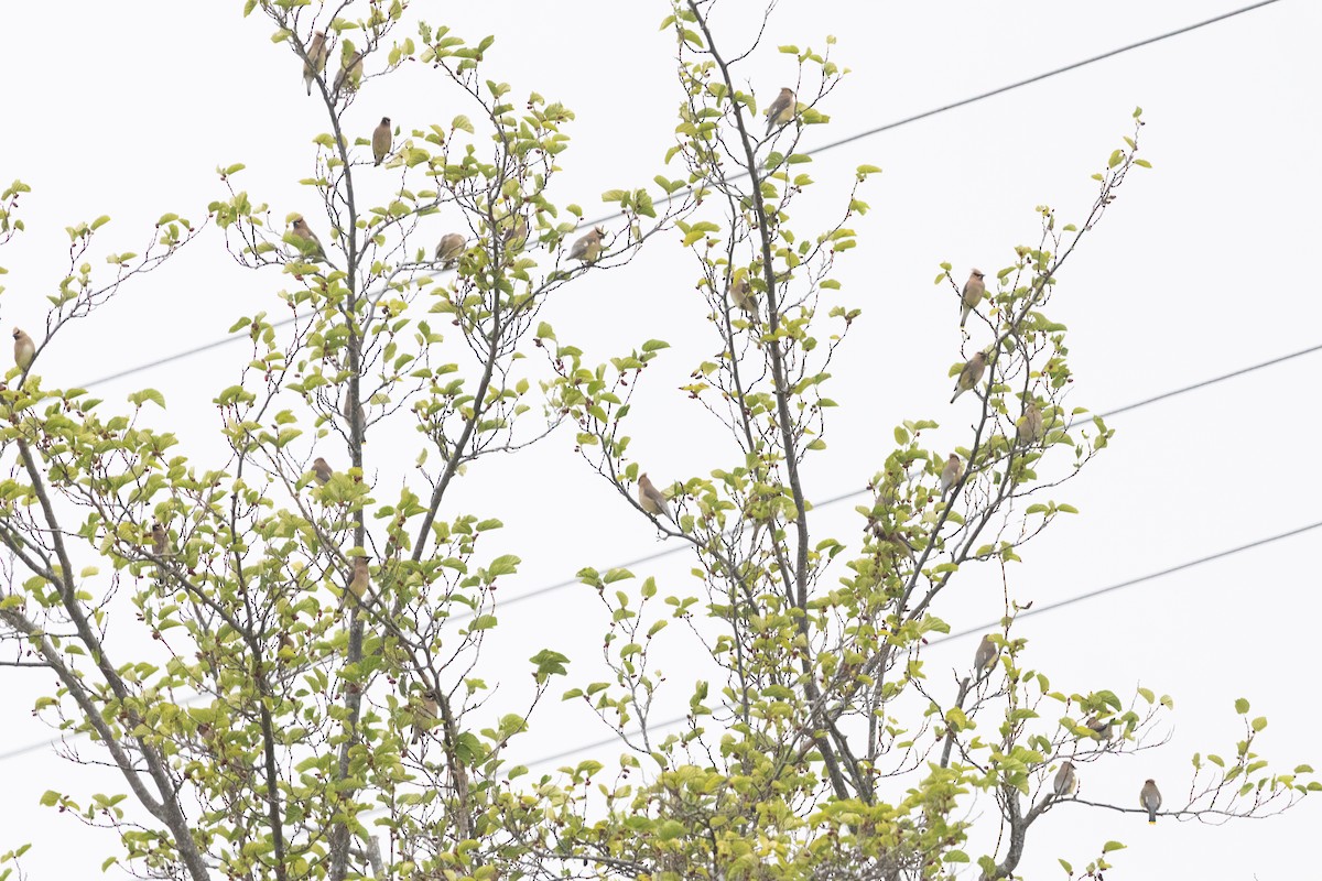 Cedar Waxwing - ML657028605