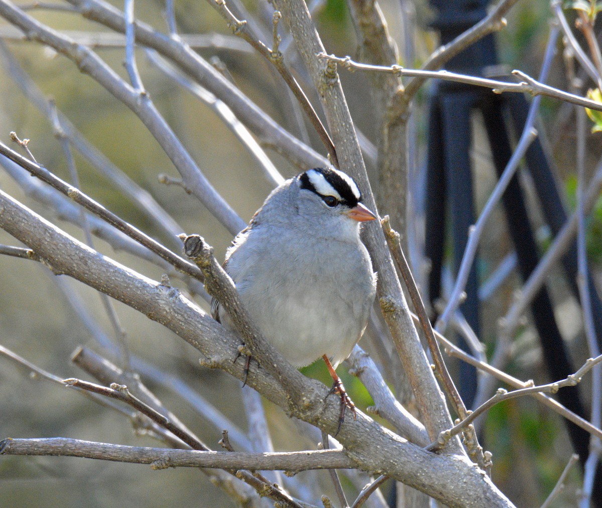 White-crowned Sparrow - ML657028927