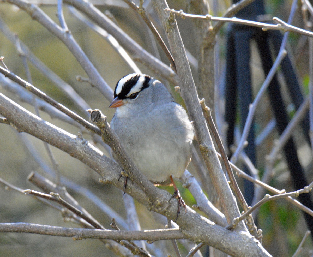 White-crowned Sparrow - ML657028928
