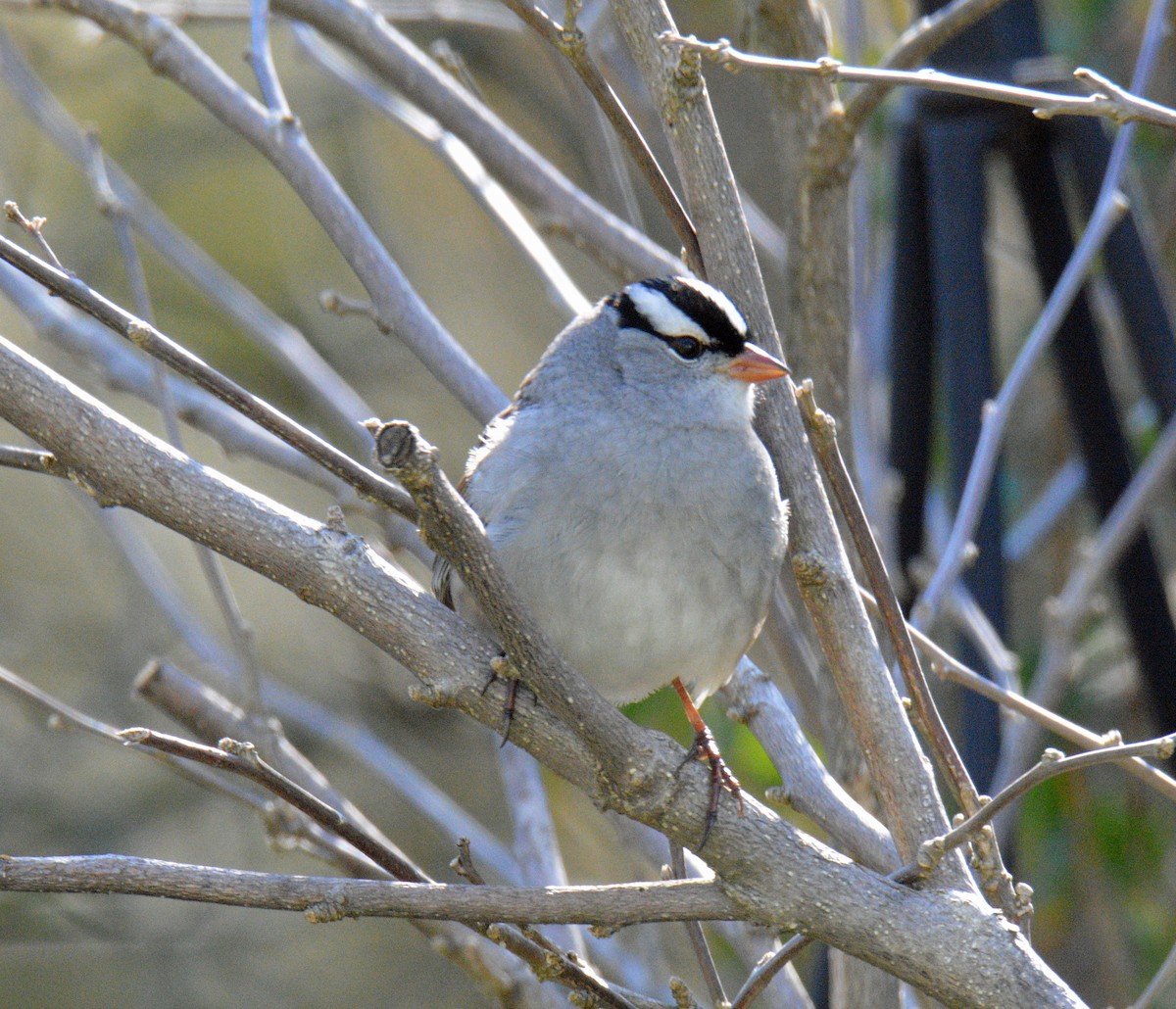 White-crowned Sparrow - ML657028929