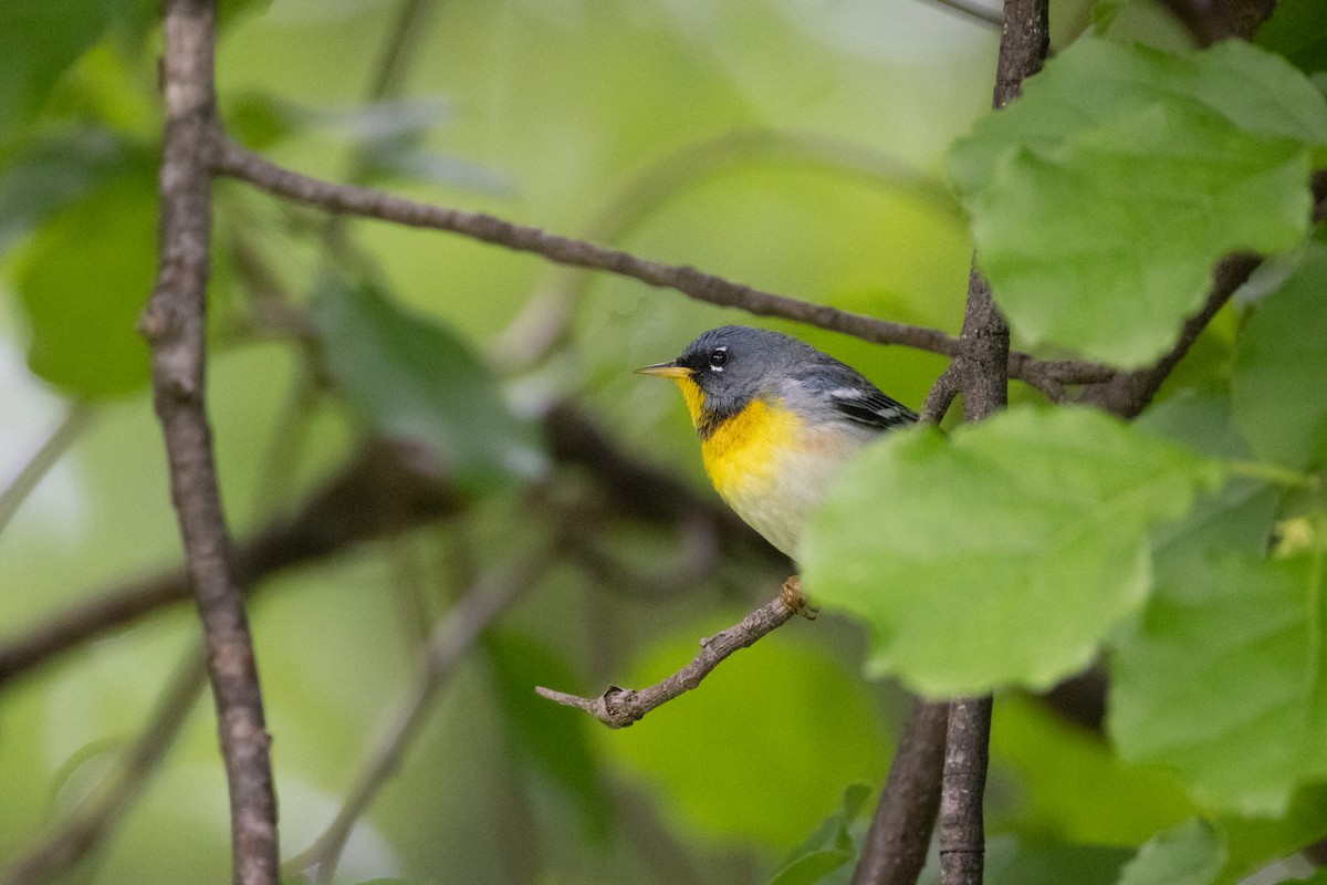 Northern Parula - ML657029042