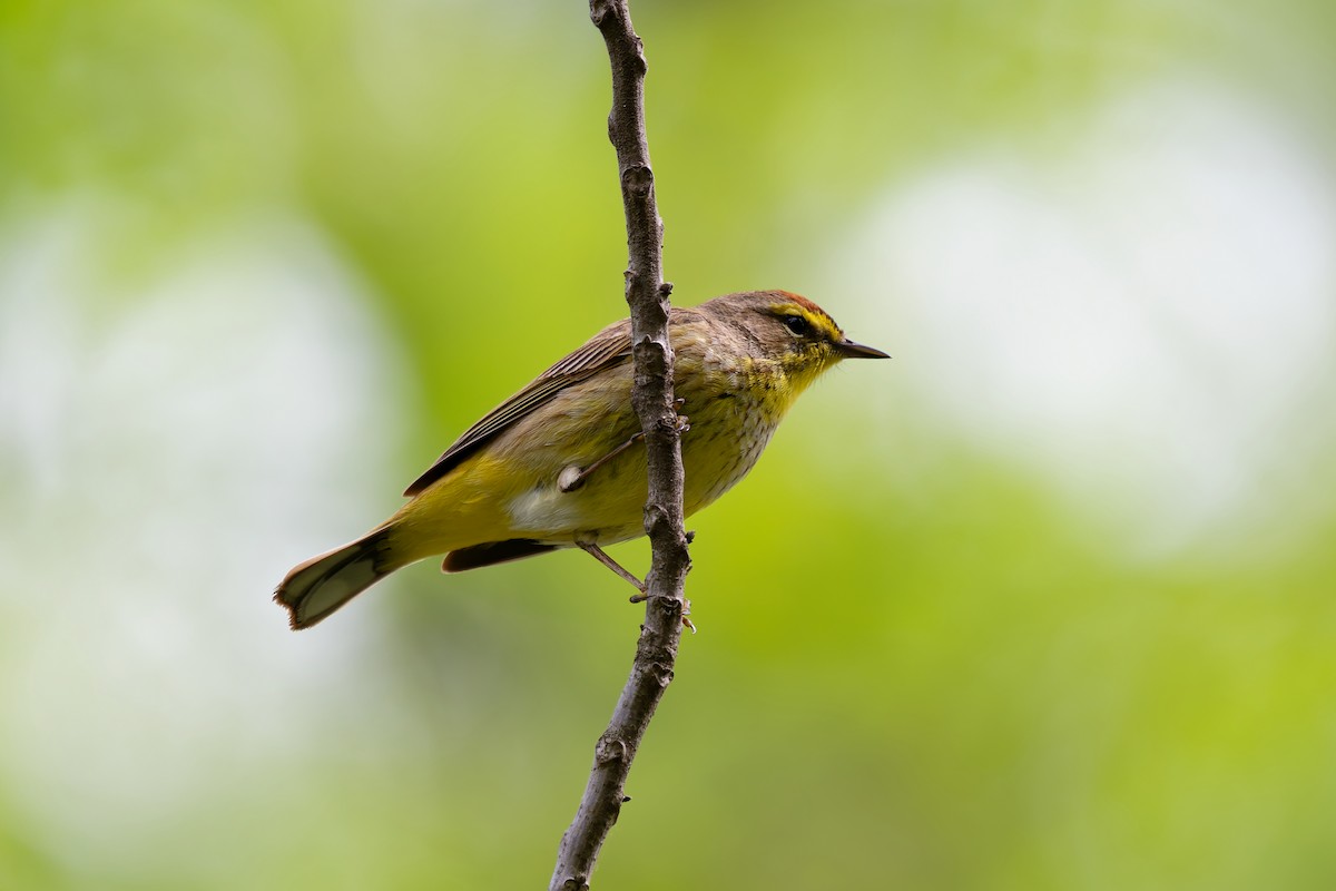 Palm Warbler - ML657029043