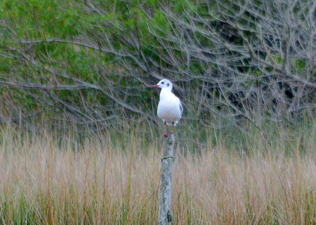 Brown-hooded Gull - ML657029044