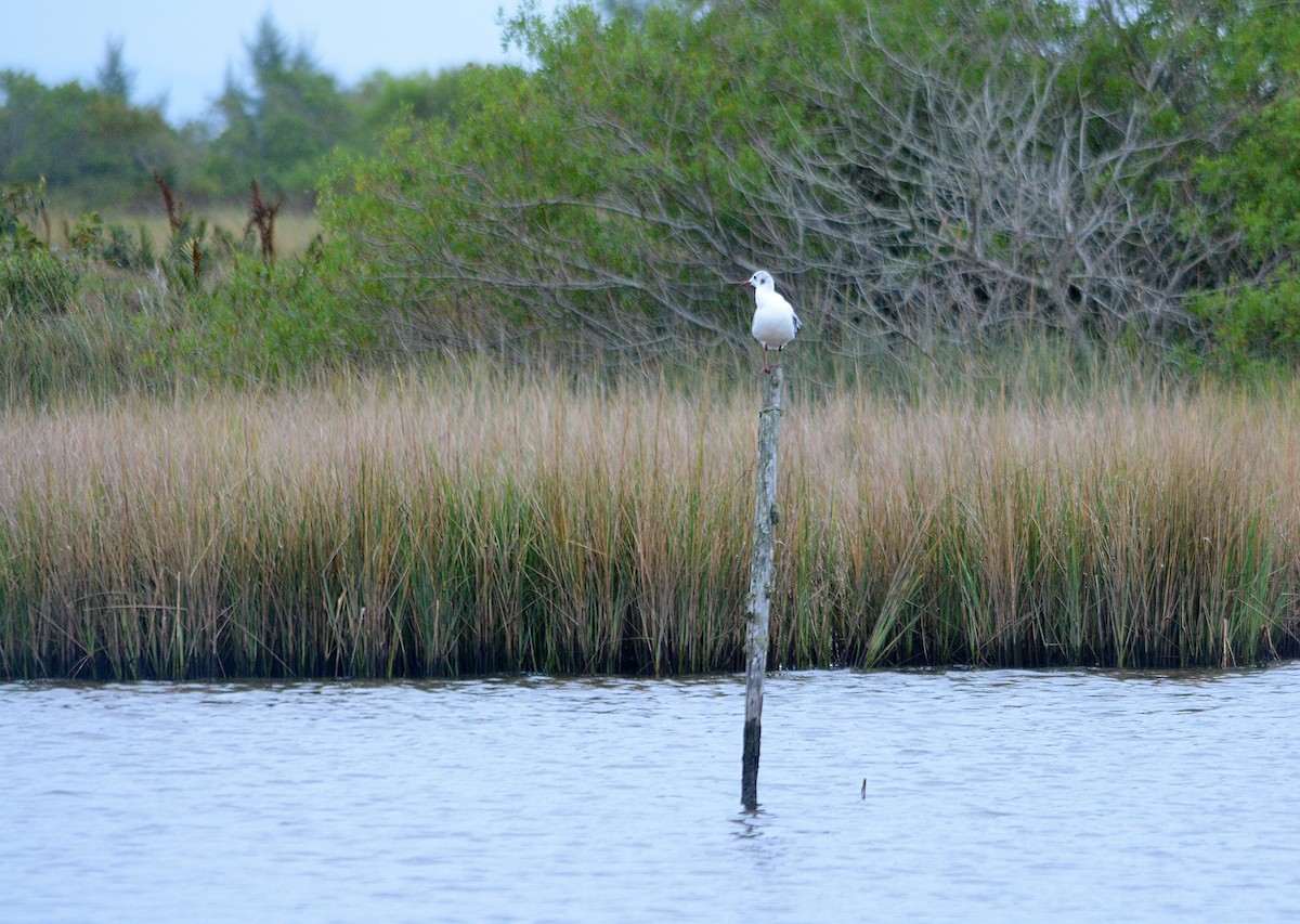 Brown-hooded Gull - ML657029049
