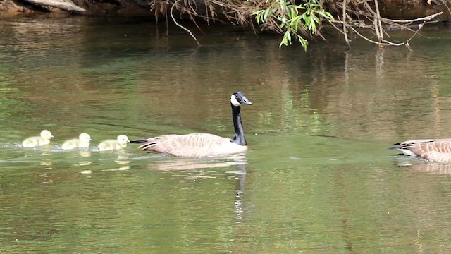 Canada Goose - ML657029051