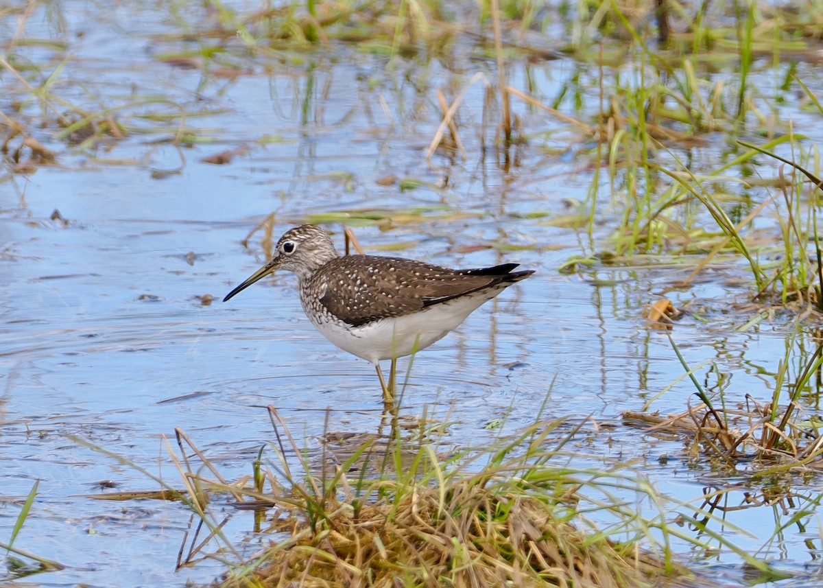 Solitary Sandpiper - ML657029052