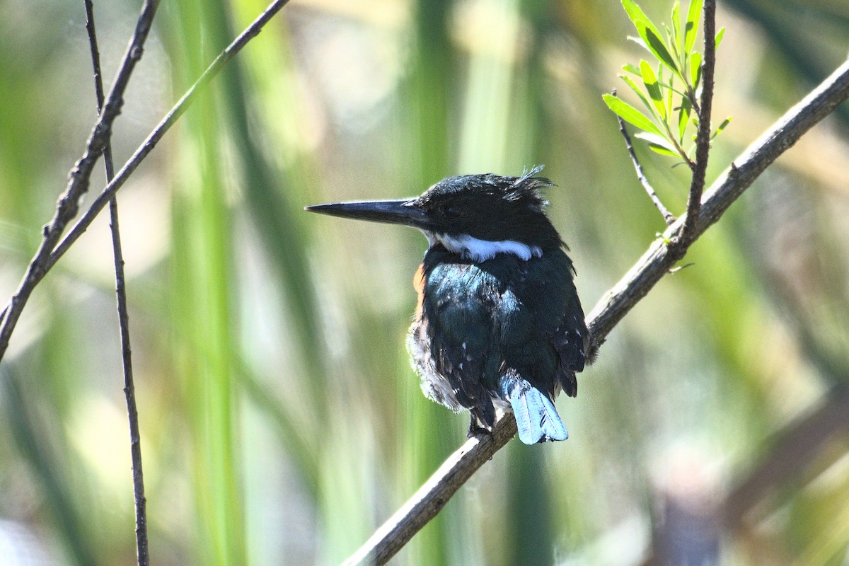 Green Kingfisher - ML657029057