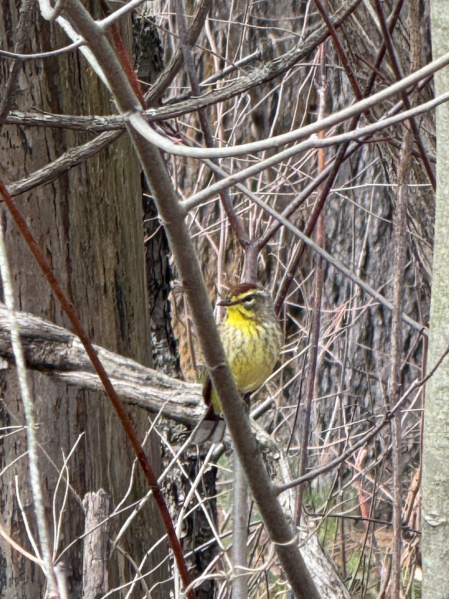 Palm Warbler - ML657029058
