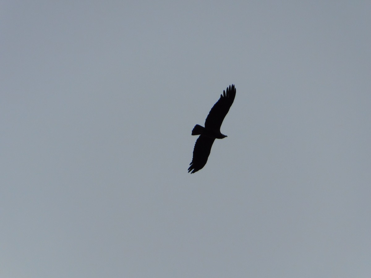 Andean Condor - ML657029064