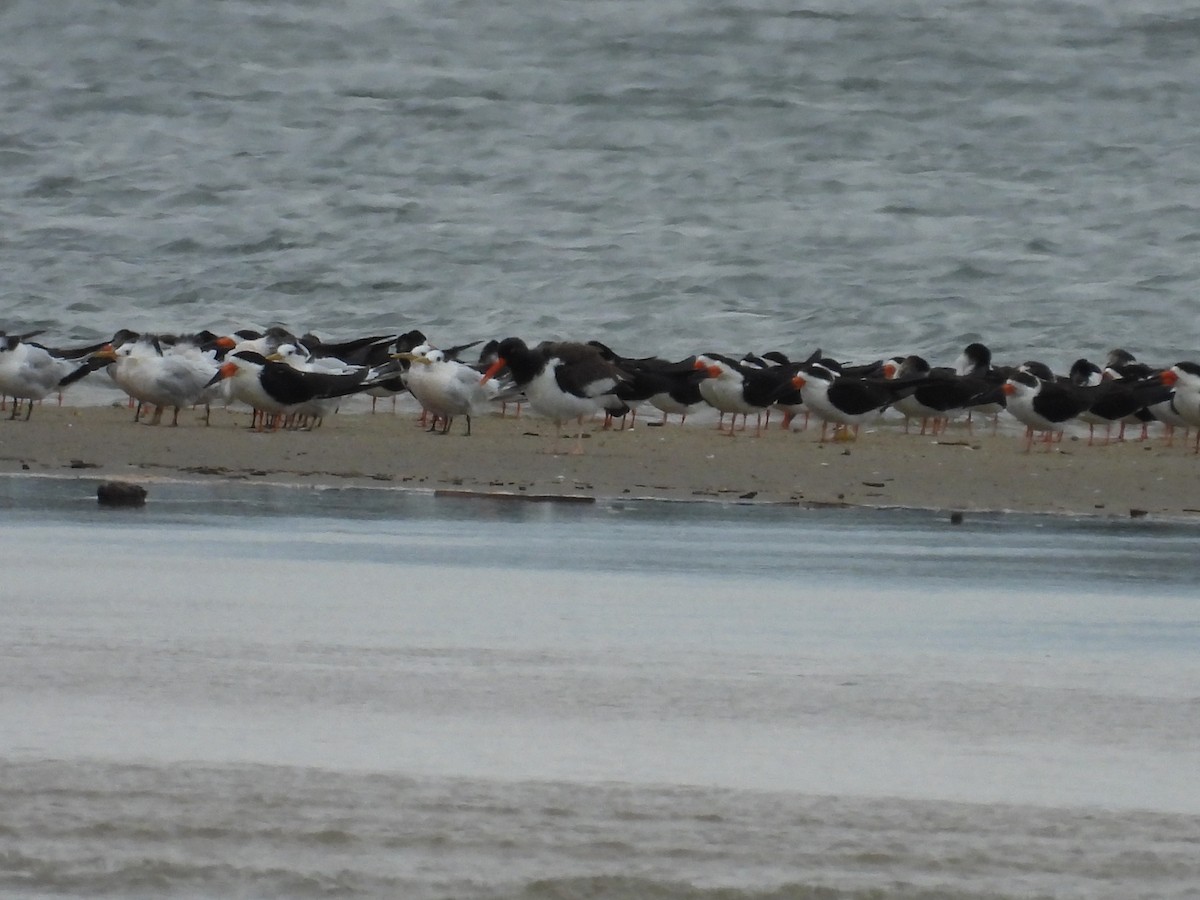 Black Skimmer - ML657029065