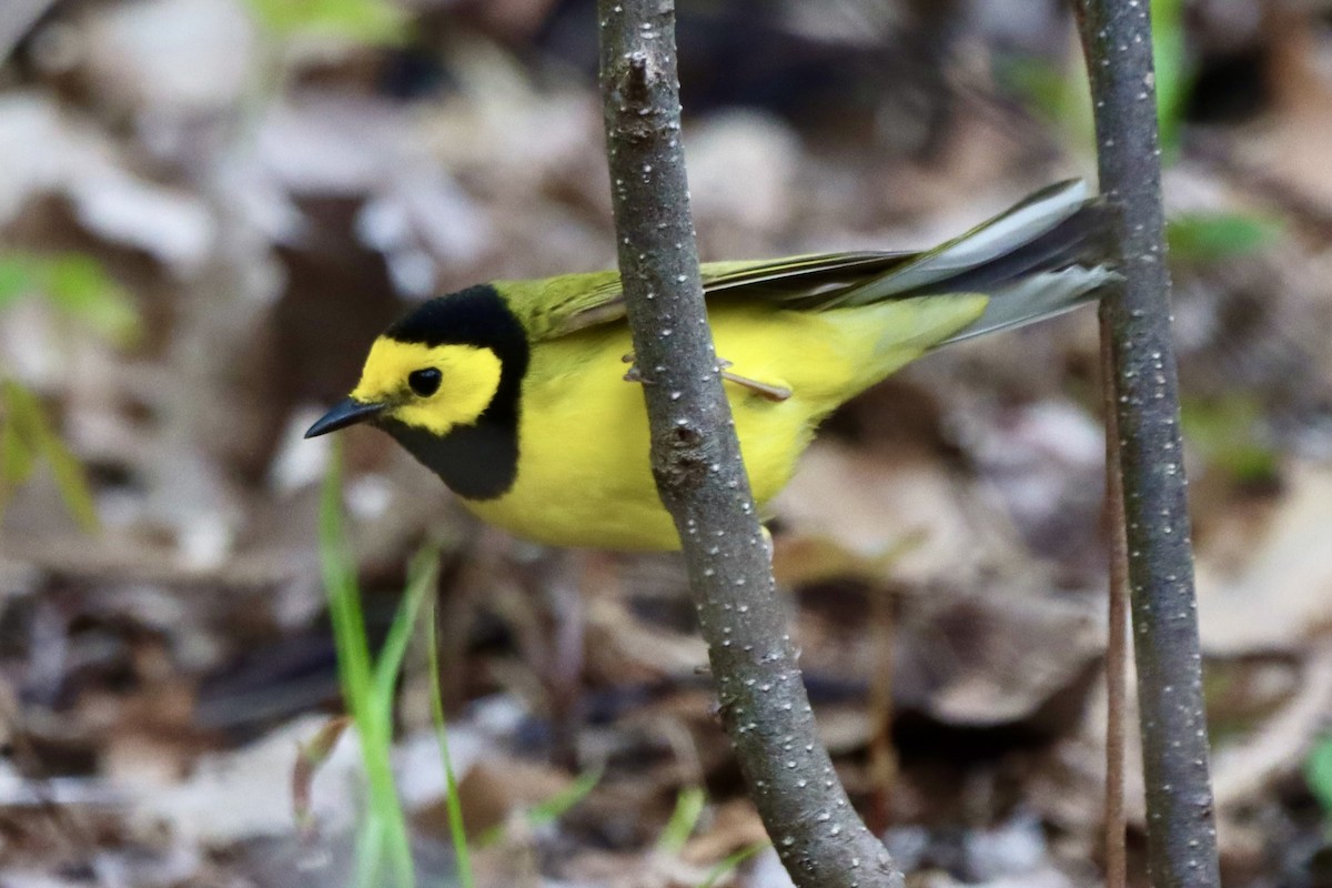 Hooded Warbler - ML657029067
