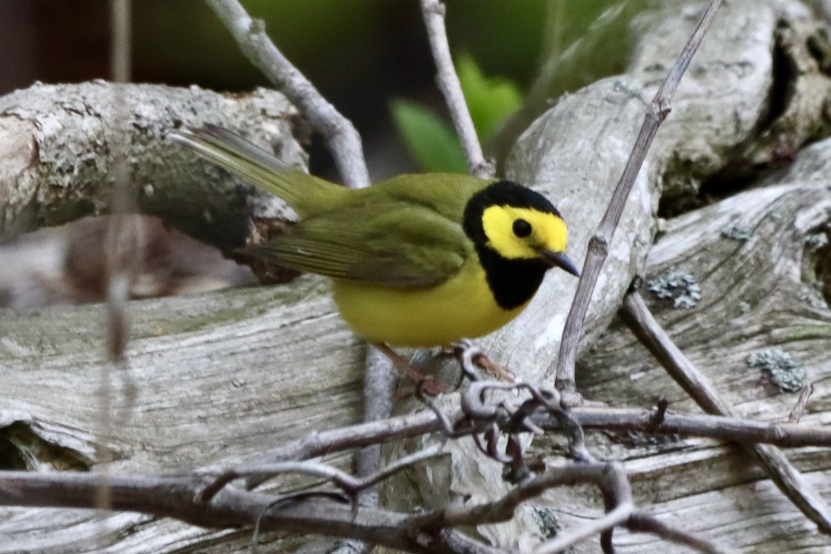 Hooded Warbler - ML657029068