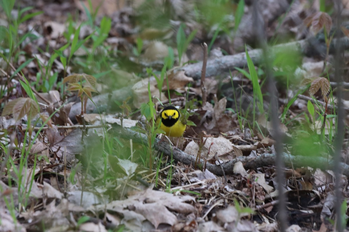 Hooded Warbler - ML657029072