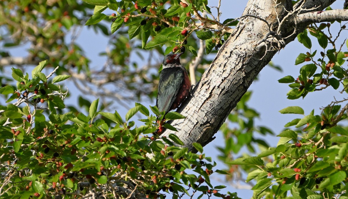Lewis's Woodpecker - ML657029074