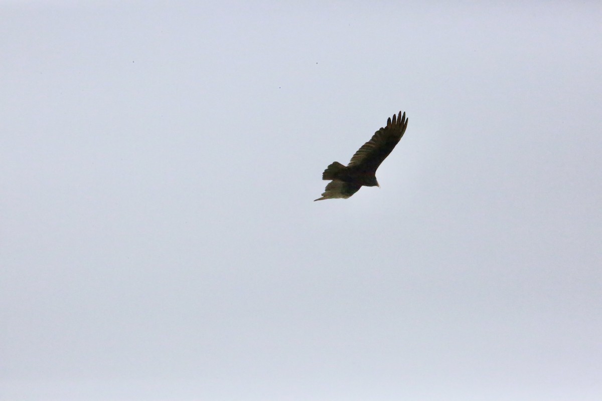 Turkey Vulture - ML657029075