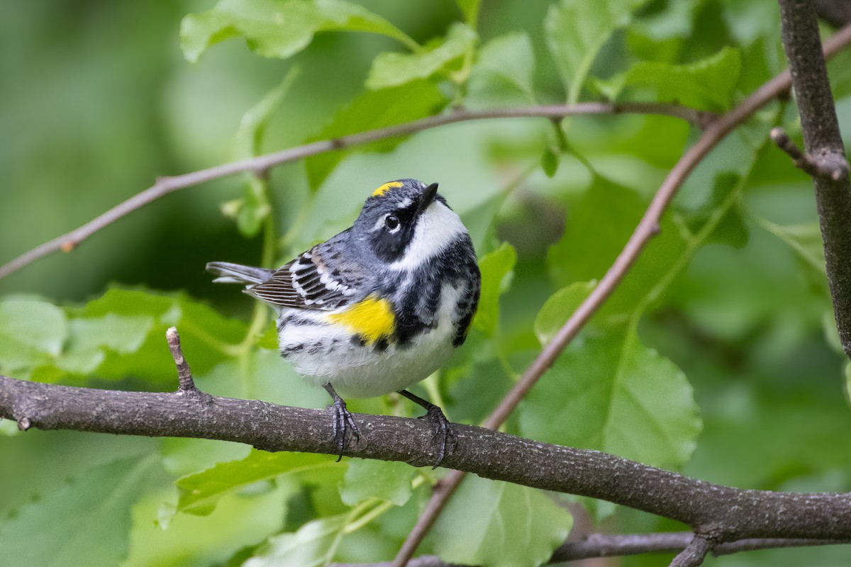 Yellow-rumped Warbler - ML657029076