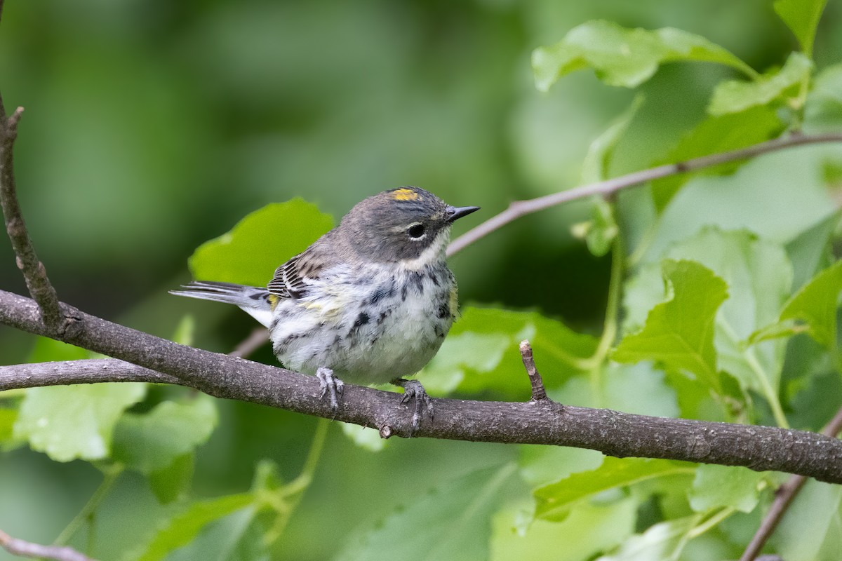 Yellow-rumped Warbler - ML657029077