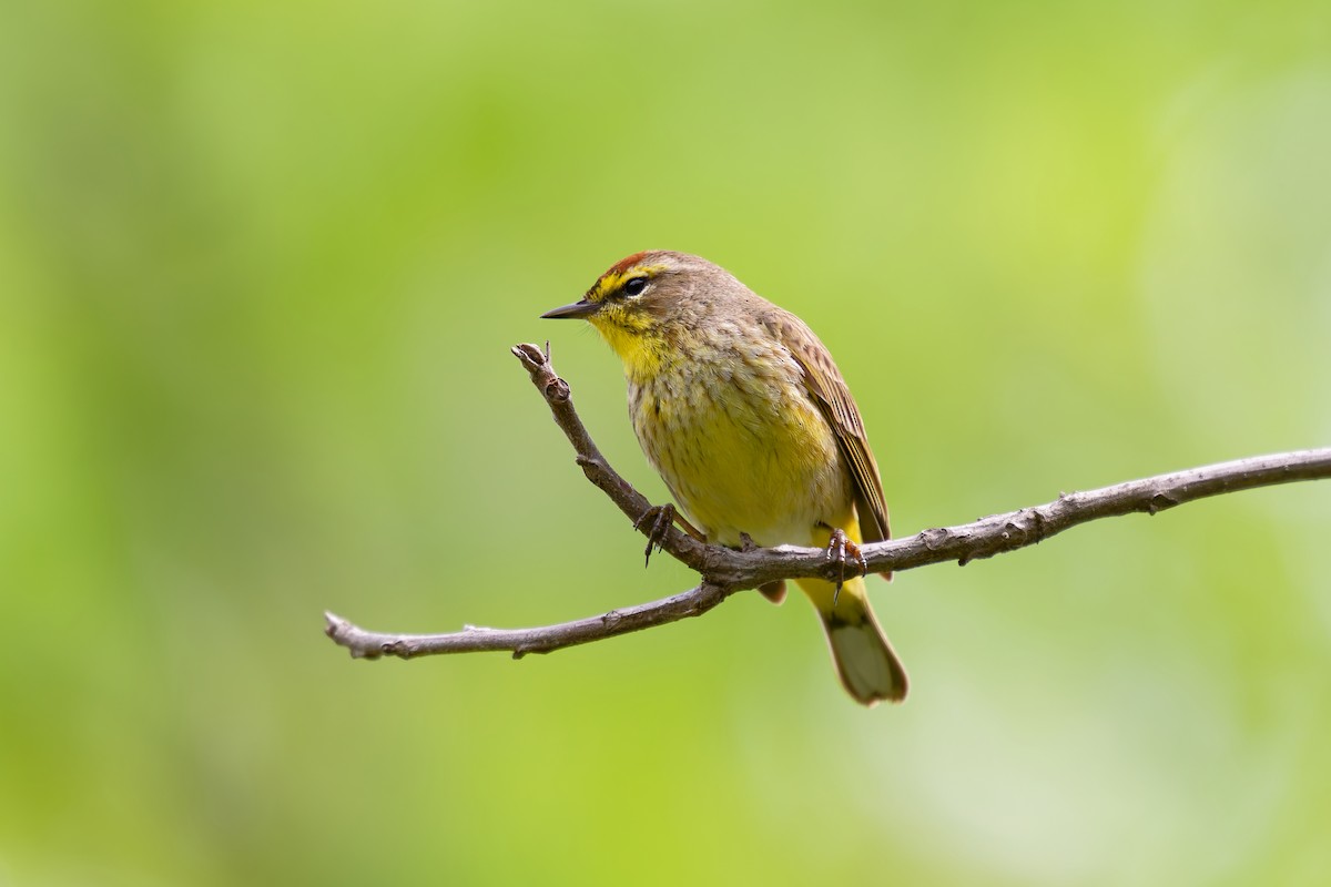 Palm Warbler - ML657029079