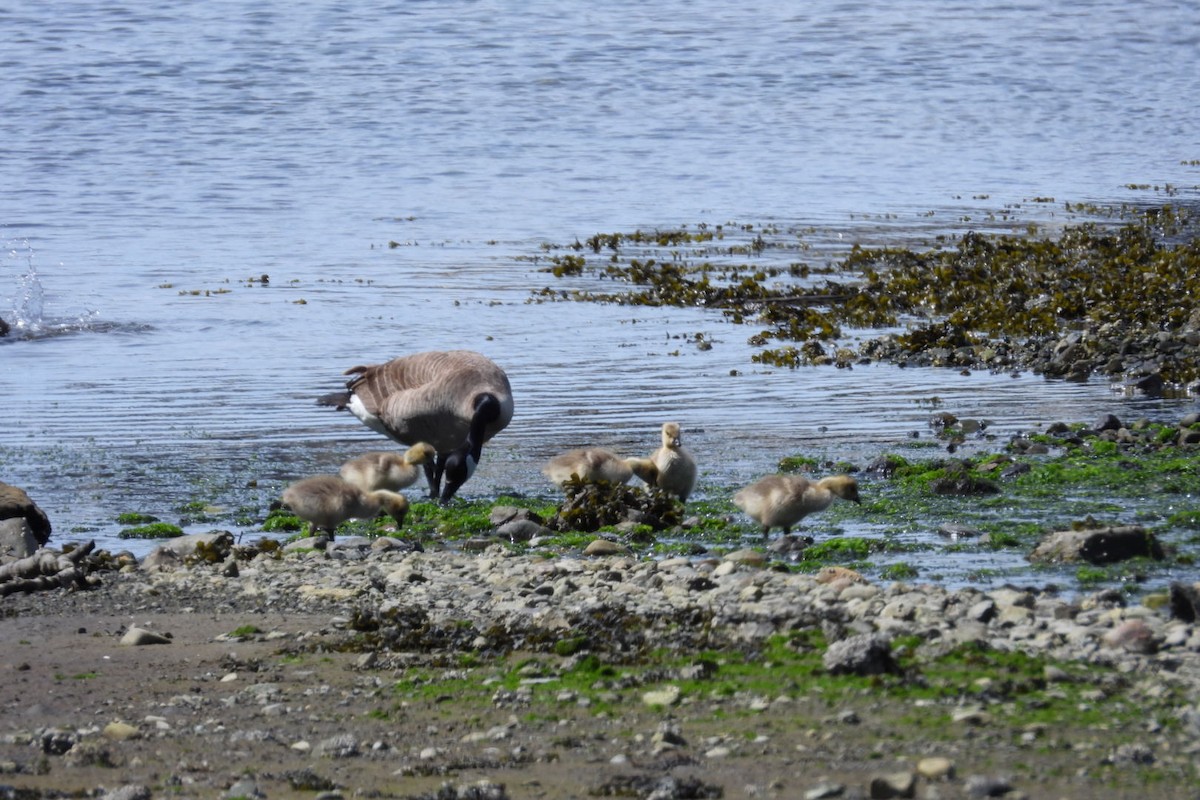 Canada Goose - ML657029084