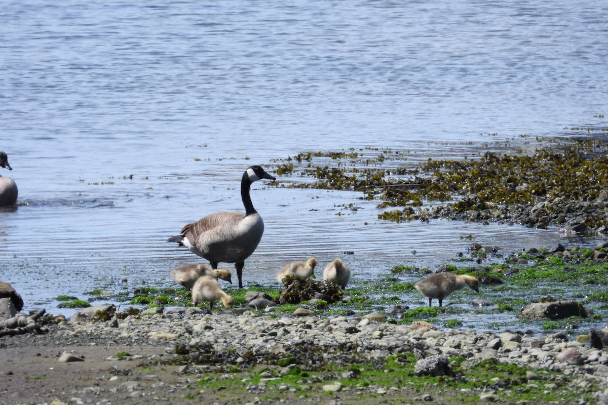 Canada Goose - ML657029085
