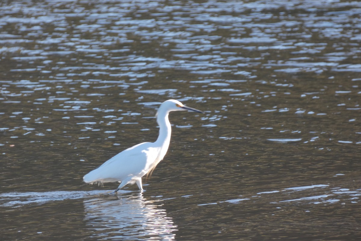 Snowy Egret - ML657029086