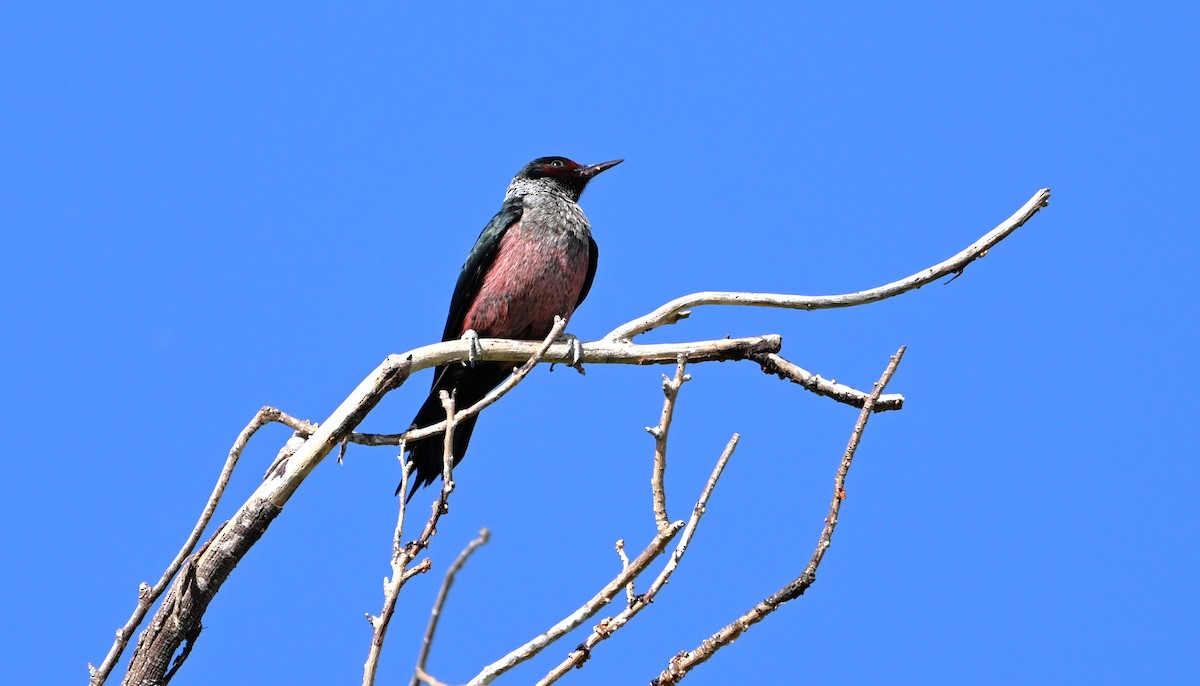 Lewis's Woodpecker - ML657029089