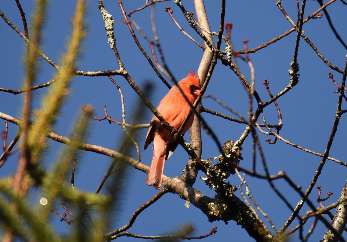 Northern Cardinal - ML657029093