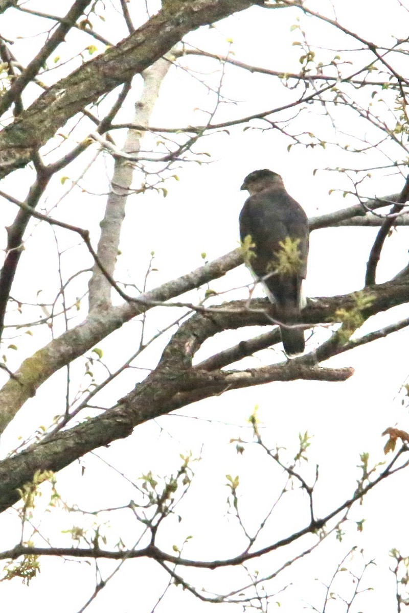 Cooper's Hawk - ML657029096