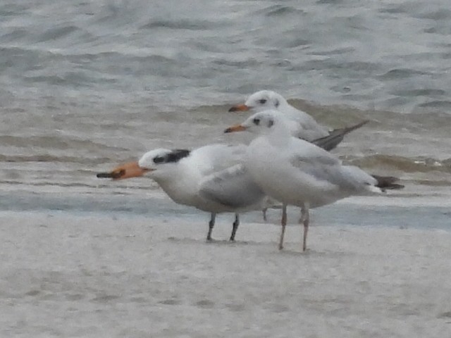 Royal Tern - ML657029097