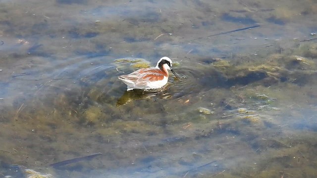 Wilson's Phalarope - ML657029110